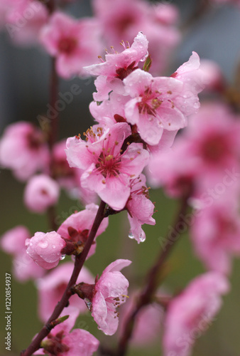 spring cherry blossom, close up
