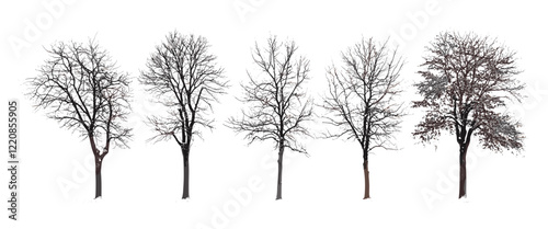 Winter trees vector illustration isolated on white background, set of leafless trees, minimalist nature design, digital art winter landscape, seasonal tree drawing, winter forest imagery