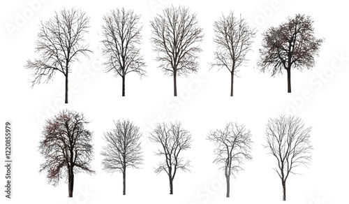 Leafless winter trees vector illustration, isolated on white background, set of tree designs, minimalistic winter nature art, seasonal tree images, cold landscape drawing, tree silhouette