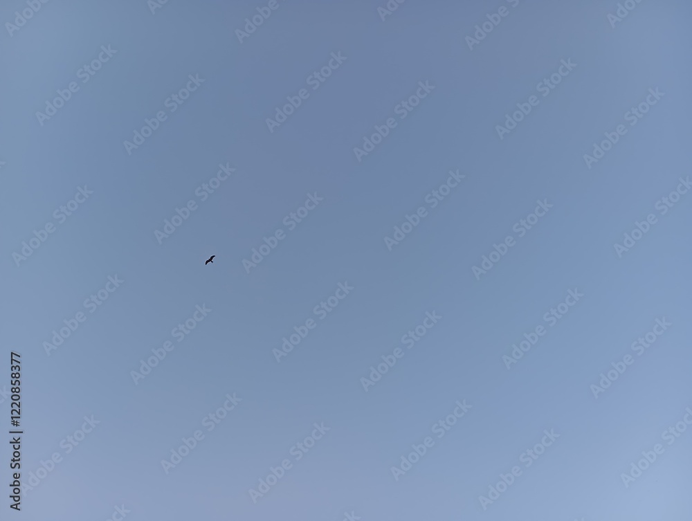 bird in flight bird in flight