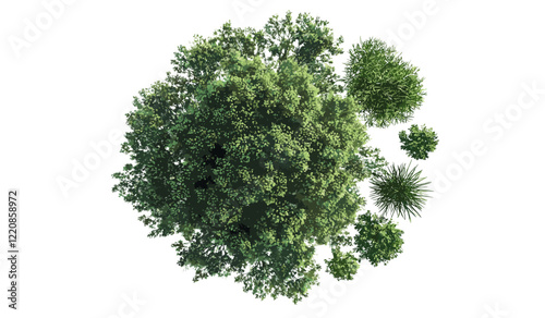 Vector illustration tree top view, isolated on white background, transparent background, top-down tree graphic, landscape design element, green foliage vector, botanical clipart