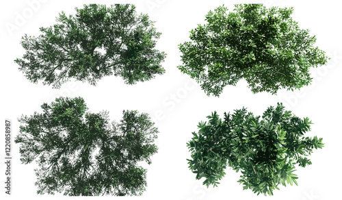 Isolated tree top view vector illustration, white background, transparent background, top-down tree clipart, detailed foliage vector, nature design element, greenery graphic