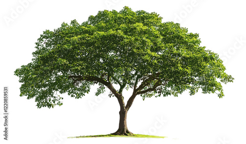 Green leafy tree vector illustration on a white background, natural art design, forest-inspired artwork, eco concept graphic, isolated botanical element, outdoor scene decoration