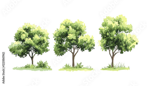 Green tree vector illustration, watercolor style of forest side view on white background, garden shrub for environmental architecture, landscape drawing elements for section design.