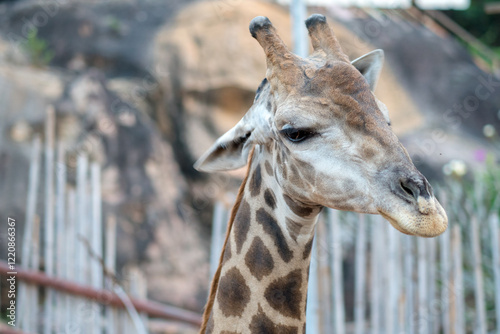 giraffe in the zoo