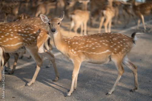 deer in the forest