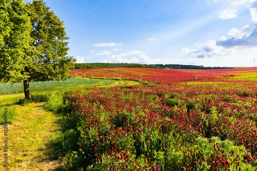 Naklejka premium Brightly colored carpets