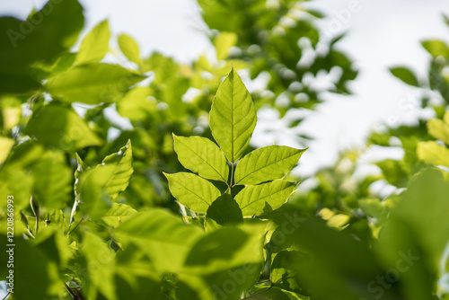 green leaves background