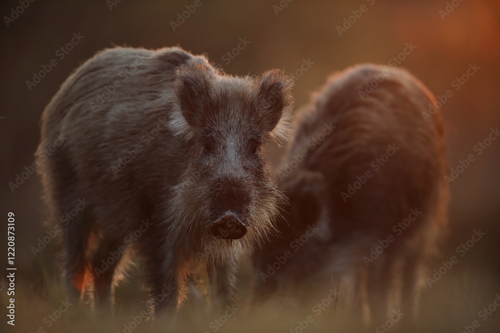 Fototapeta premium Dzik euroazjatycki, dzik, (Sus scrofa)