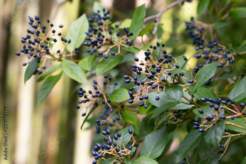 Viburnum tinus, the laurustinus, laurustine or laurestine. Blue viburnum fruits on a branch, close-up. Natural berry background. photo