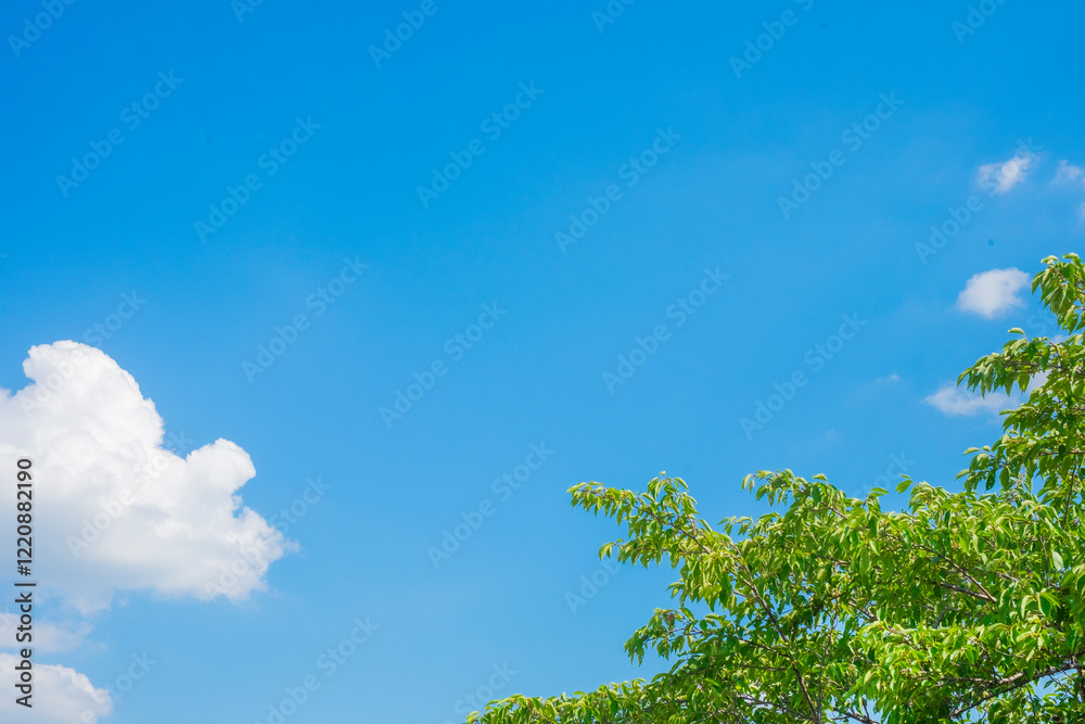 Obraz premium 新緑と青空