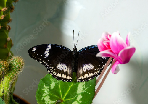 Photography A tropical butterfly Hypolimnas bolina with spread wings sits among plants and flowers