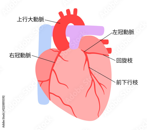 正常な心臓と冠動脈の説明入り色分けイラスト