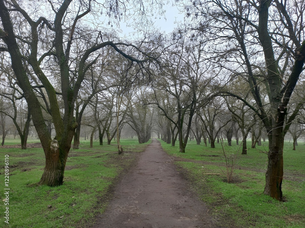 pathway winds through a grove of leafless trees on an overcast day pathway winds through a grove of leafless trees on an overcast day