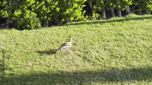 Eurasian hoopoe Upupa epops is most widespread species of genus Upupa