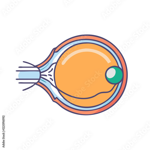 Human Eye Anatomy and Inner Structure | Detailed Medical Eye Illustration