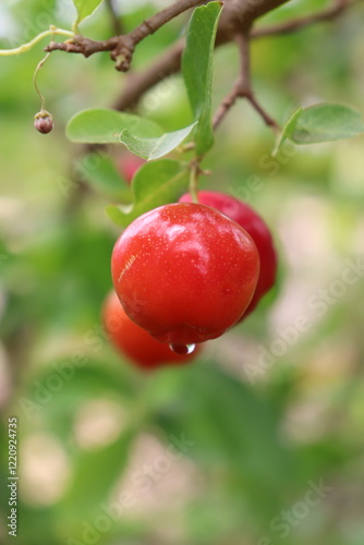 Tropical fruit on the stem. Acerola on the foot wet with night dew.