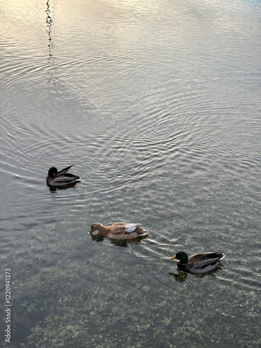 Ducks swimming in the ocean 