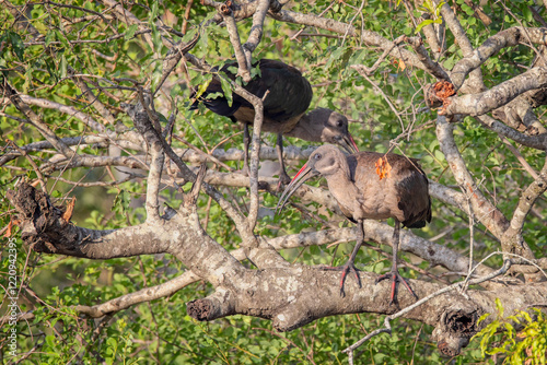 Pair of Hadada Ibis birds perched in tree in Hluhluwe Imfolozi National Park, South Africa on 12 December 2024