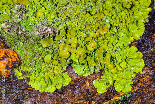 Xanthoria parietina - yellow-green lichen on a tree branch, apothecia and perithecia on lichen in autumn photo