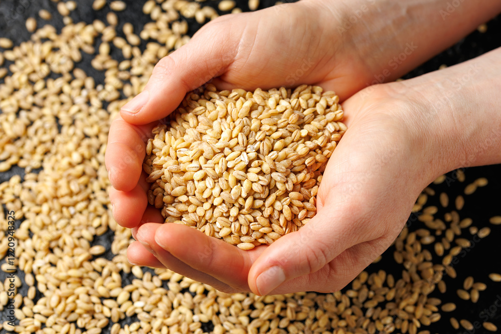 Uncooked Pearl Barley in a hands Uncooked Pearl Barley in a hands