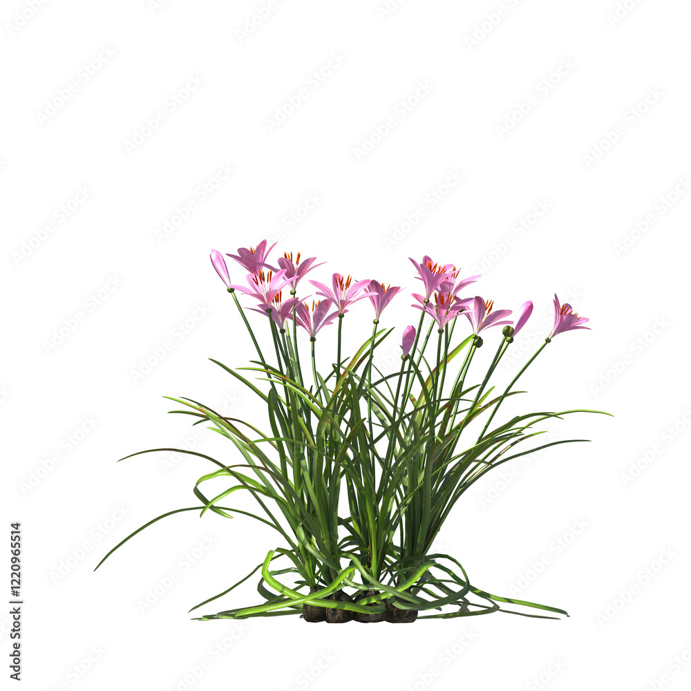 Zephyranthes candida, autumn zephyrlily, white windflower, white rain lily, Peruvian swamp lily, evergreen, small tree, bush, light for daylight, easy to use, 3d render, isolated Zephyranthes candida, autumn zephyrlily, white windflower, white rain lily, Peruvian swamp lily, evergreen, small tree, bush, light for daylight, easy to use, 3d render, isolated