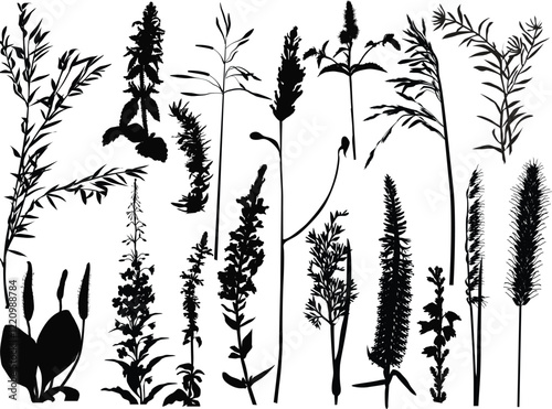 seventeen wild plants and flowers silhouettes on white