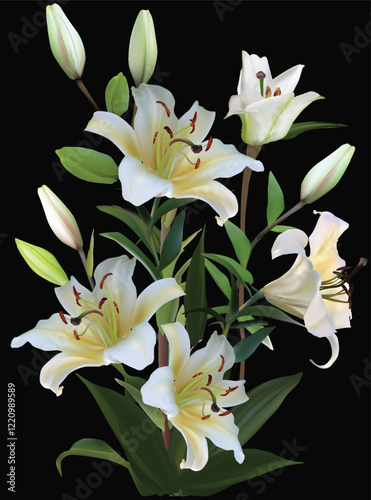 pure lilly with five blooms on black