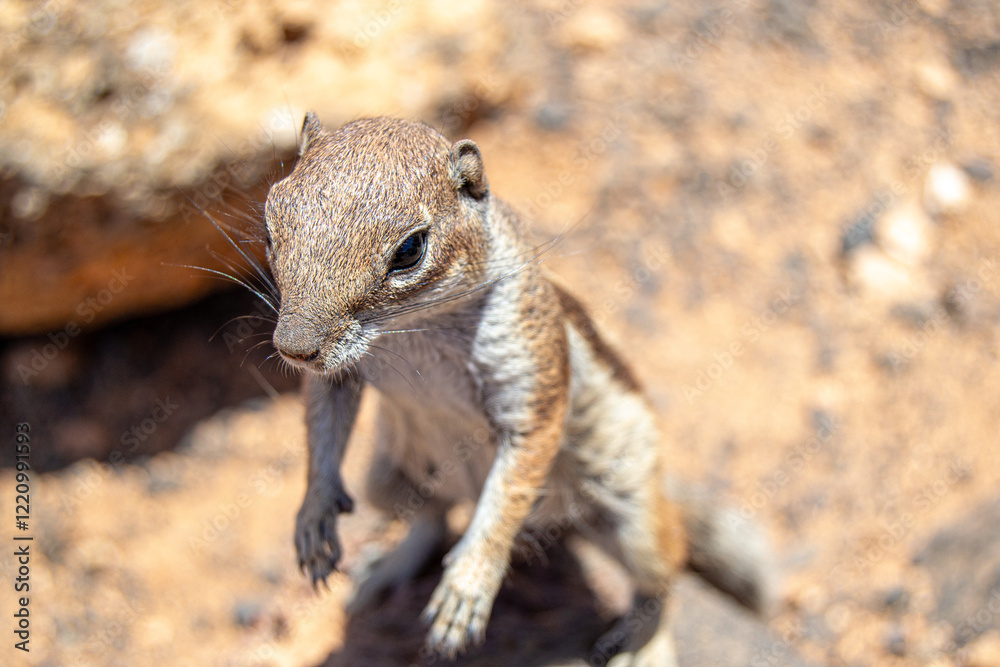 Obraz premium squirrel on the ground