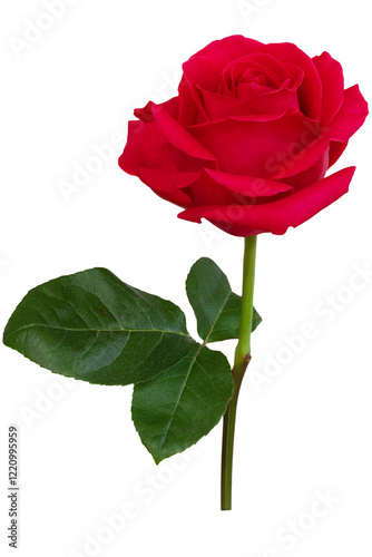 Red rose flower.