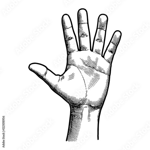 Open Hand Palm Detailed Finger Black and White Outline Line Art Drawing Engraving Style
