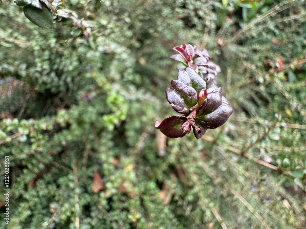 Fresh leaves of the Lophomyrtus shrub in selective focus. Lophomyrtus is a genus of the myrtle family Fresh leaves of the Lophomyrtus shrub in selective focus. Lophomyrtus is a genus of the myrtle family