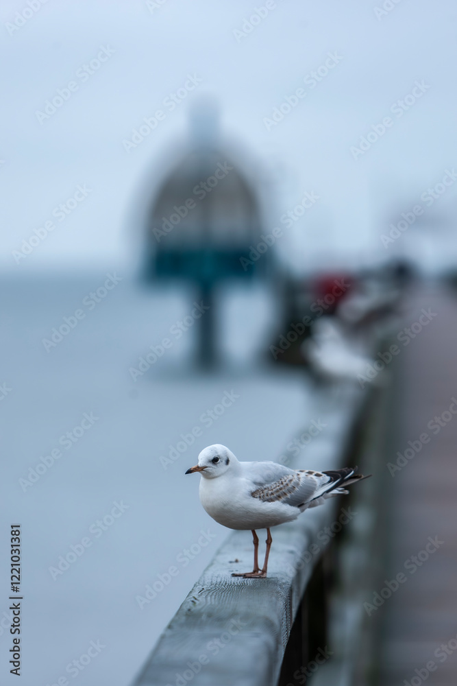 single seagull on the coast of Usedom, Germany