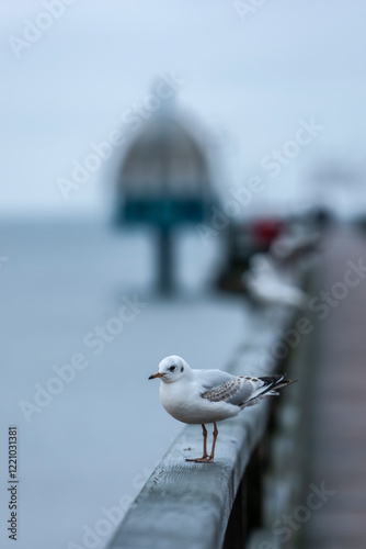 Obraz na płótnie single seagull on the coast of Usedom, Germany w salonie