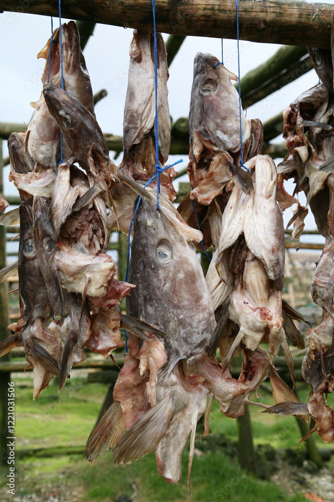 dried cod heads hanging on drying rack