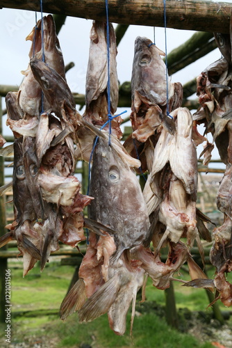 Obraz na płótnie dried cod heads hanging on drying rack w salonie