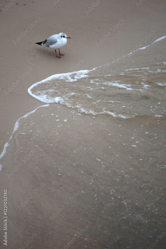 single seagull on the coast of Usedom, Germany
