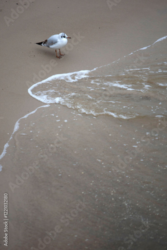Obraz na płótnie single seagull on the coast of Usedom, Germany w salonie