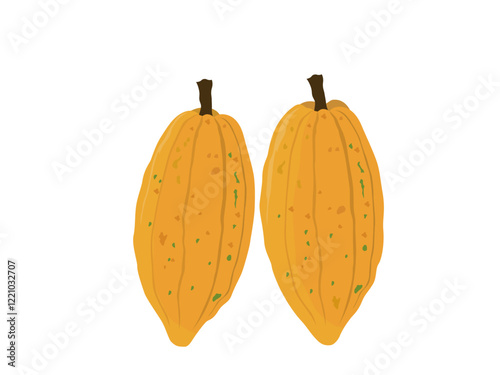 Fresh cocoa fruit on white background.