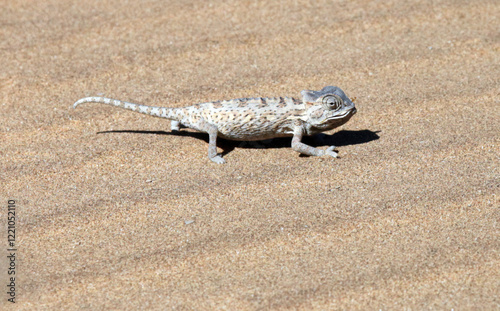 Namaqua Chameleon with skin changed to sand colours, Swakopmund Namibia
 photo