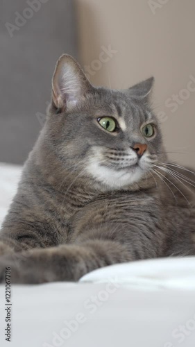 Wallpaper Mural A gray cat lies on a white bed in a sphinx pose, yawns, and then looks towards the camera. Neutral tones and white bed linen create a stylish and modern atmosphere in the interior. Torontodigital.ca