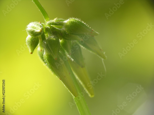 Acetosella gialla photo