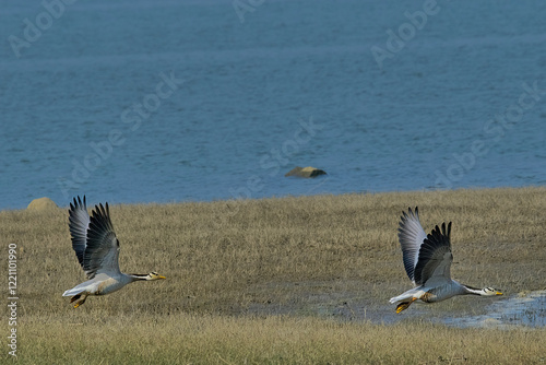 Bar-headed geese photo