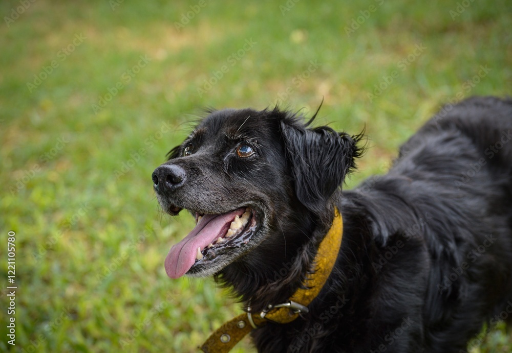 black labrador retriever black labrador retriever