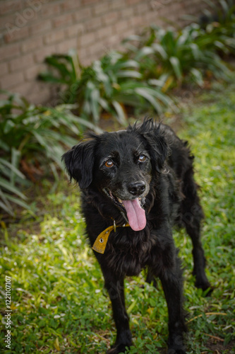 black labrador retriever photo