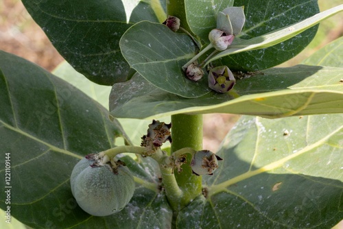 Calotropis procera (Apocynaceae ) also called Sodom plant and Sodom apple with flowers native to Africa. Green fruits contain toxic milky sap latex-like substance which is resistant to soap. photo