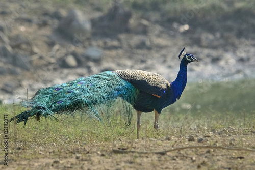Indian peafowl