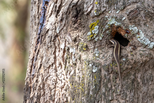 African striped skink (Trachylepis striata) climbing in tree photo