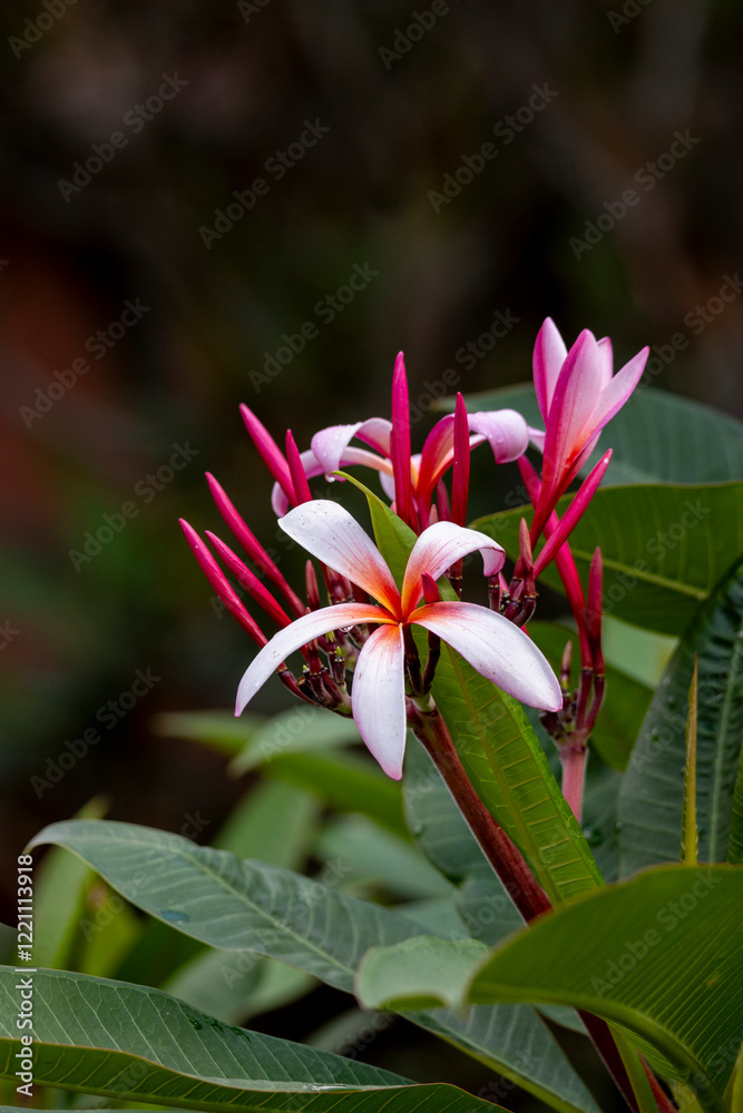 Pink plumeria also called frangipani flower on a spotted white green bokeh background Pink plumeria also called frangipani flower on a spotted white green bokeh background