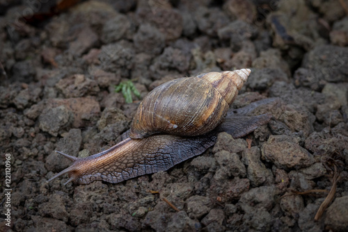 Giant African land snail (Lissachatina fulica) in Arusha National Park in Tanzania East Africa photo